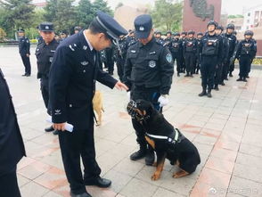 铁军护城 石河子警犬队重装上街，巡逻利剑再显锋芒